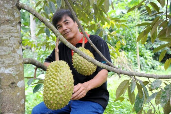 Nông Dân Trồng Sầu Riêng ở Huyện Phong Điền Sử Dụng Sản Phẩm Phân Sinh Học Wehg Luôn Cho Sản Phẩm đạt Tiêu Chuẩn Vietgap. Ảnh: gia Phú.