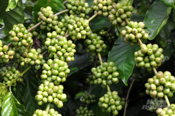 Đặc Biệt Hơn Khi Sử Dụng Phân Wehg Có Thể Tiết Giảm Từ 70 80% Sử Dụng Phân Bón Hóa Học…Ảnh: Gia Phú.